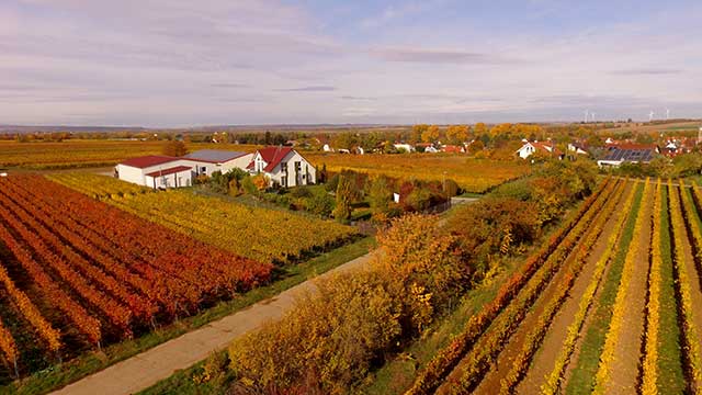 Weingut Kiefer in den Weinbergen von Wiesoppenheim bei Worms